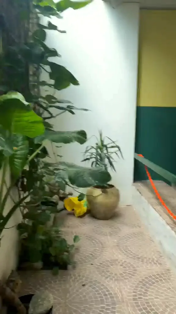 Patio interno de la vivienda con plantas y pared de ladrillo visto